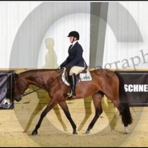 Meet your Posher, Tayler